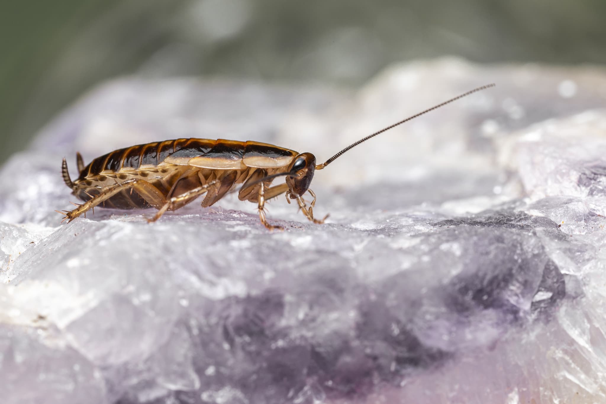 Professional cockroach control service preparation and intervention