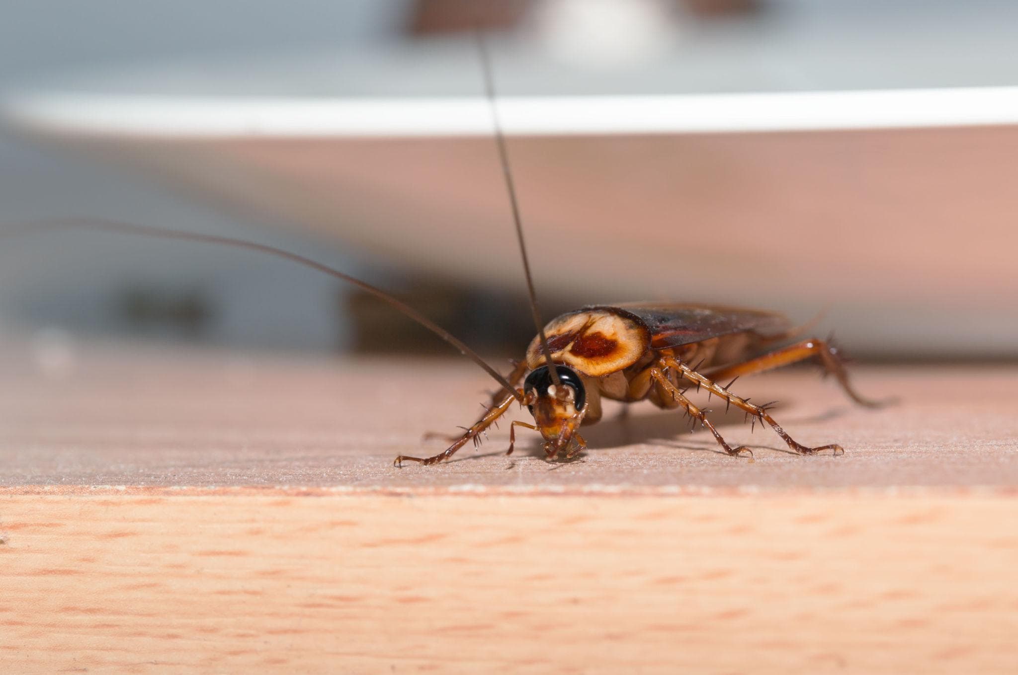 Cockroach infestation in kitchen cabinets and food prep areas