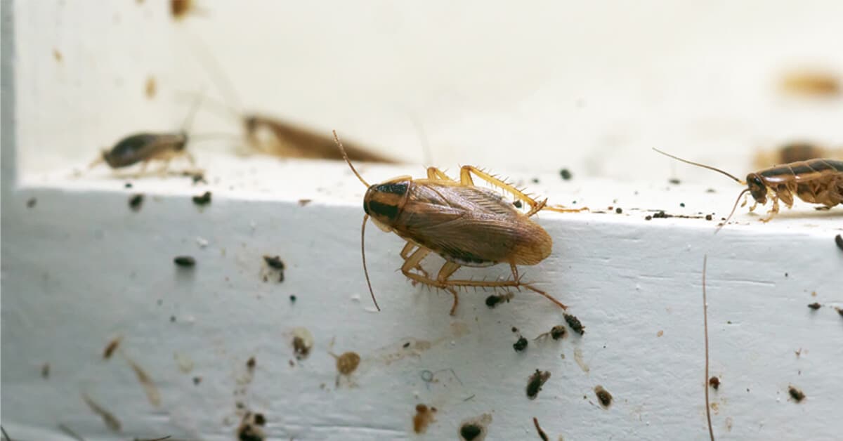 Technician applying targeted treatment in cockroach harborages