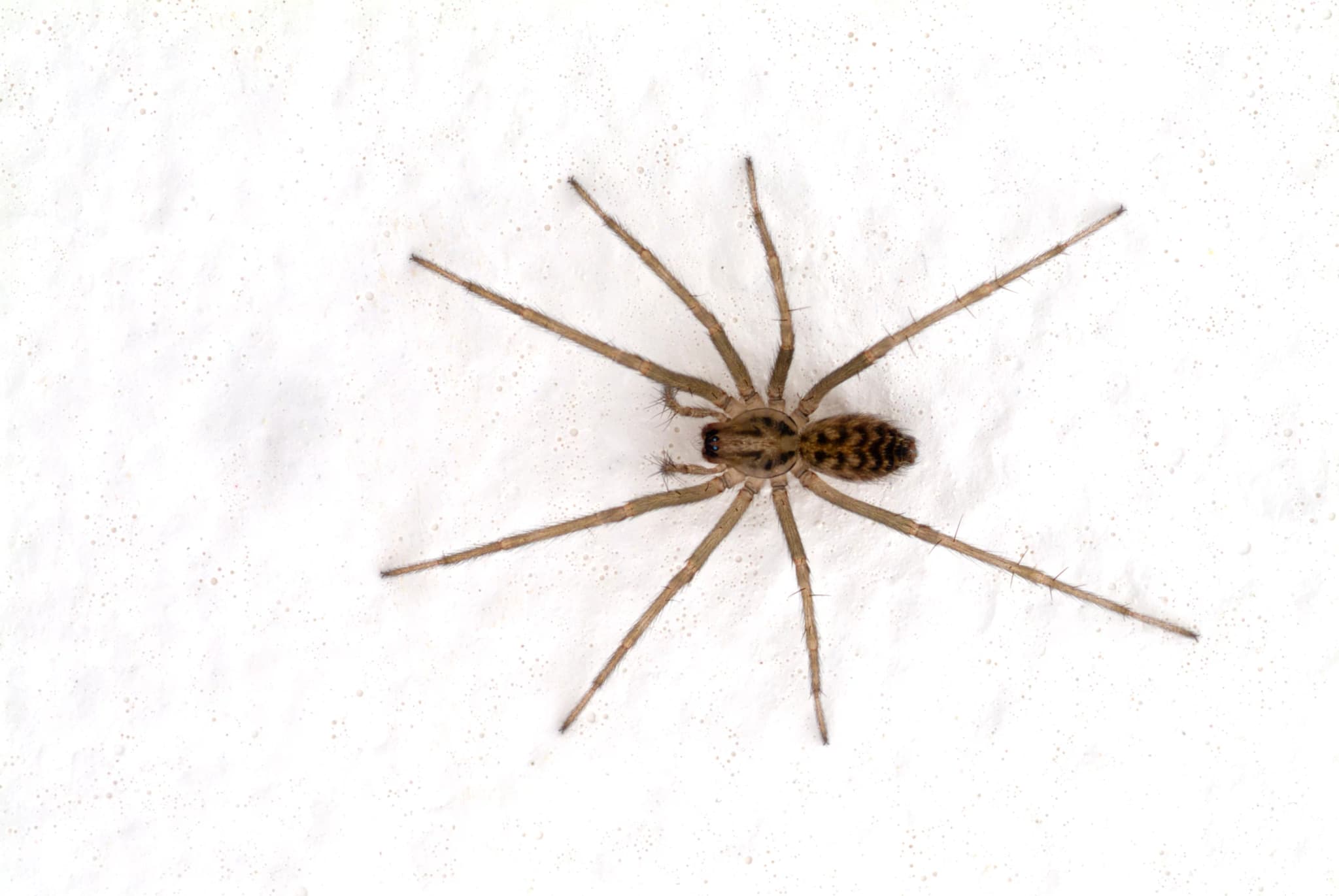 House spider found on interior wall