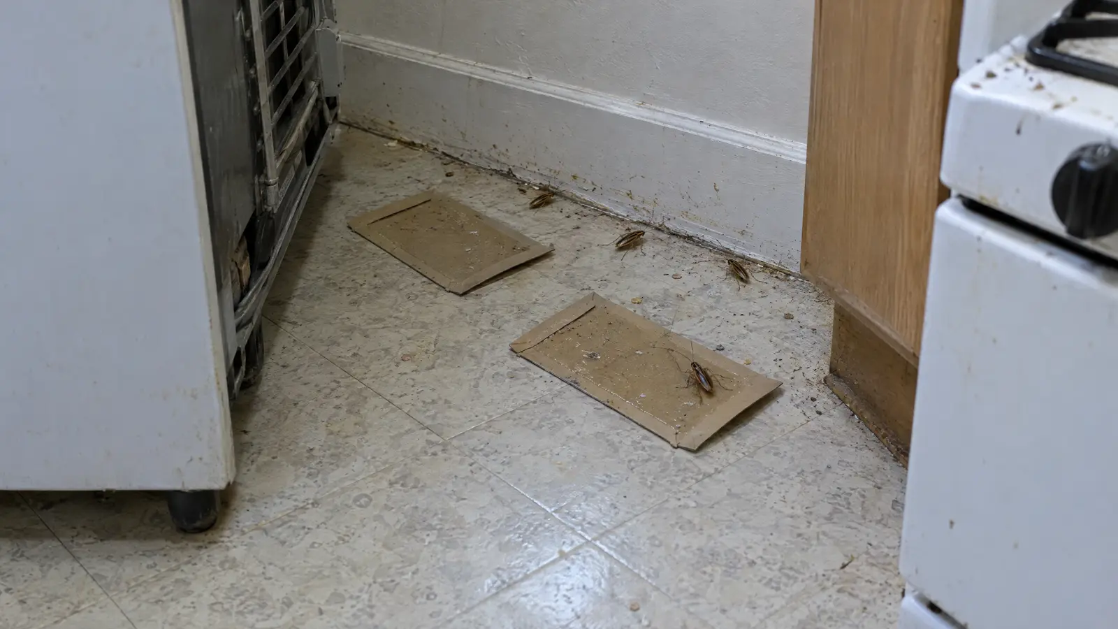 Monitoring glue traps on the floor behind a pulled-out refrigerator in a small kitchen, with a few German cockroaches near the baseboard and a stove at the edge of the frame