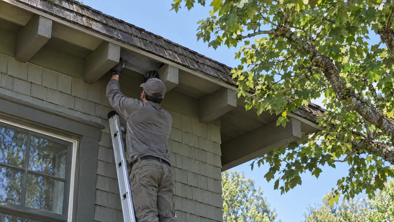 Technician on a ladder fitting galvanized mesh into a gap between exposed rafter tails at the eave of a wood-shingled Craftsman bungalow, with a tree branch reaching toward the roof
